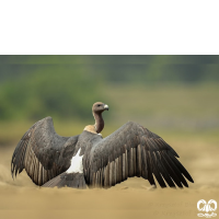 گونه دال پشت سفید White-rumped Vulture